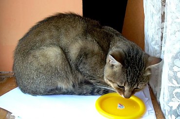 Klakier #kot #Klakier