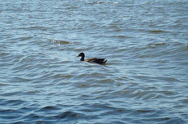 Kaczka na zalewie zegrzyńskim -białobrzegi #zalew #zegrzyński #białobrzegi #kaczka #ptak