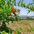 Cypr-kwiaty granatów w Troodos #KwiatDrzewo #góry