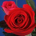 Czerwona róza #Kwiaty