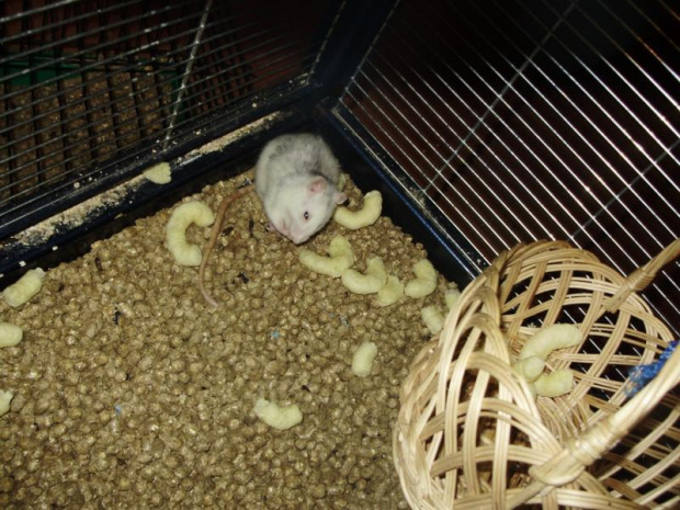 i jeszcze trochę ogonów