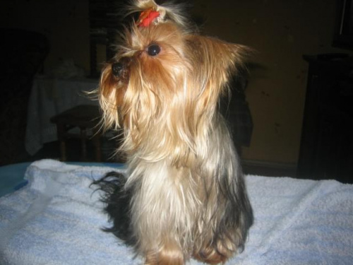 8 października 2008