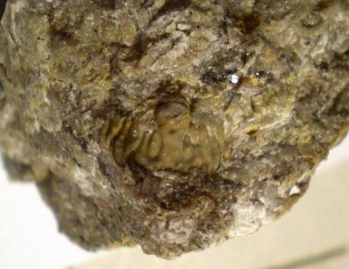 Pygidium trylobita z rzędu Lichida . Długość okazu - 1 cm . Wiek : dolny ordowik – górny dewon . Data znalezienia : 2003 .