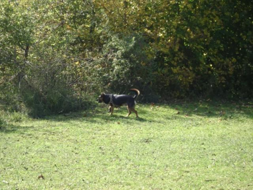 Kropek, Swindon, Groundwell, Październik 2008