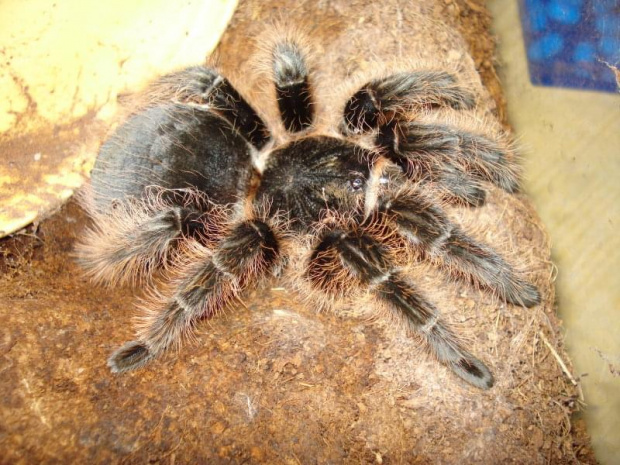 Brachypelma albopilosum