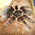 Brachypelma albopilosum