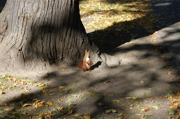 Park Legnica- jesień 2008 #park #Legnica #jesień