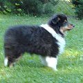 BLACK STONE Vesca Montana #sheltie