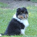 BLACK STONE Vesca Montana #sheltie