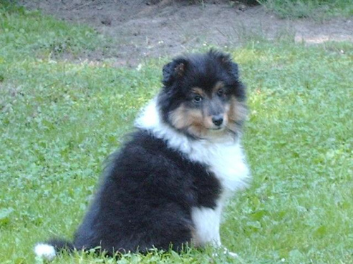 BLACK STONE Vesca Montana #sheltie