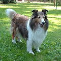 BLACK STONE Vesca Montana #sheltie