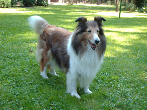 BLACK STONE Vesca Montana #sheltie