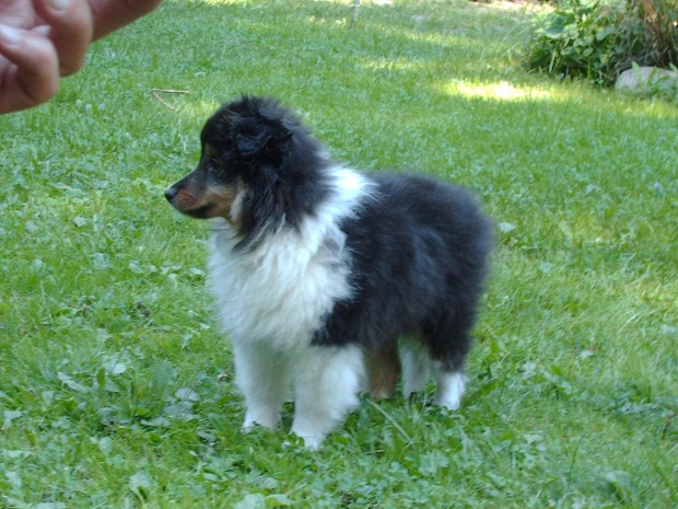 BLACK STONE Vesca Montana #sheltie