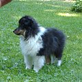 BLACK STONE Vesca Montana #sheltie