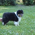 BLACK STONE Vesca Montana #sheltie