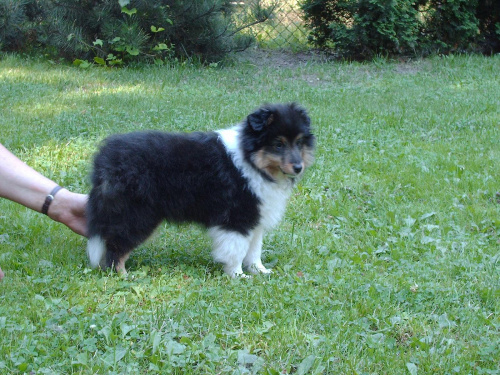 BLACK STONE Vesca Montana #sheltie