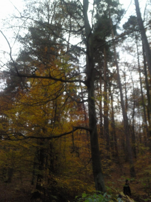 spacer jesienią po lesie #jesień #spacer #natura