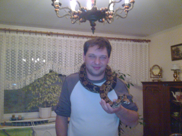 wąz boa constrictor dusiciel