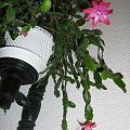 schlumbergera