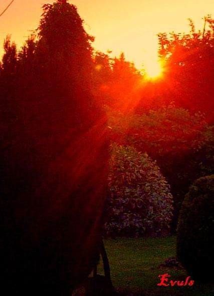 Zachód słońca w moim ogrodzie. #ogród #ZachódSłońca