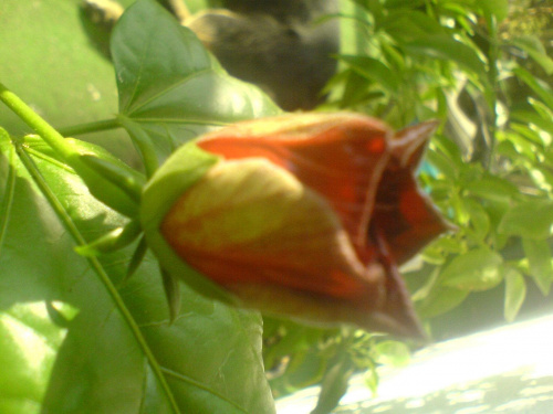 hibiscus czerwony pełny