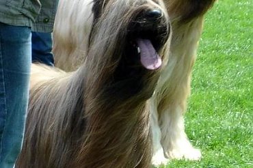 Manequin Tasja MC CACIB BOB
Showman is Back MC CACIB #briard #briardy #pies #psy #wystawa