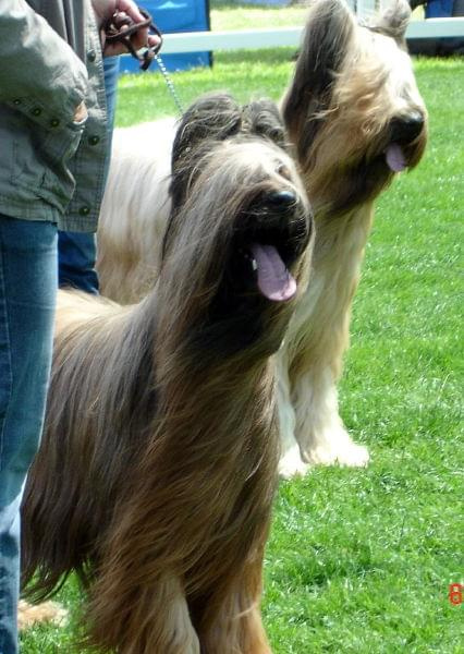 Manequin Tasja MC CACIB BOB
Showman is Back MC CACIB #briard #briardy #pies #psy #wystawa