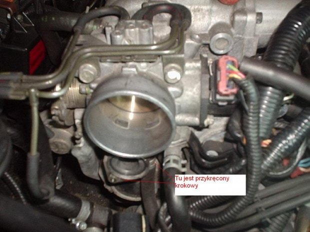 Krokowy w Galant V6-24