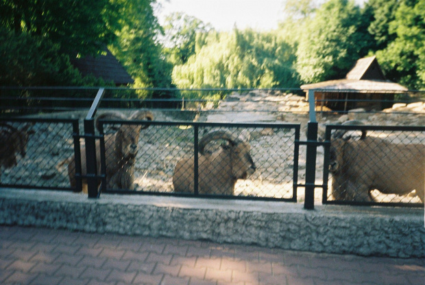 #ZOO #ZWIERZĘTA