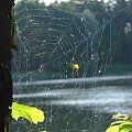 #pajęczyna #jezioro #woda