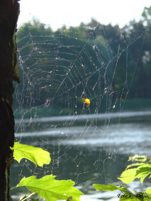 #pajęczyna #jezioro #woda