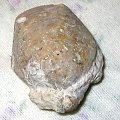 Jakiś ramienionóg z rzędu Terebratulida , może Juralina sp. Długość okazu - 3,7 cm . Wiek : górna jura ( oksford – kimeryd ) . Data znalezienia : 11.09.2004 . Podarunek . Miejsce znalezienia : kamieniołom Wysoka .