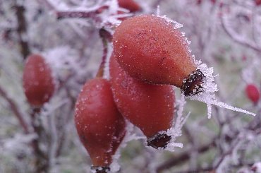 Dzika róża zimą. #rośliny #DzikaRóża #szadź #zima