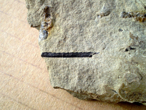 Raczej Pristiograptus sp. Długość osobnika – 1,9 cm . Wiek : dolny sylur – górny sylur . Data znalezienia : 2004 .