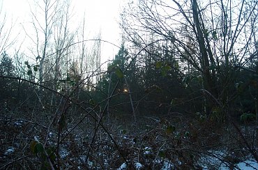 #DRZEWA #LAS #SŁOŃCE #ŚNIEG #ZABAWAŚWIATŁEM #ZIMA