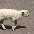 #owieczka