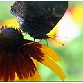 makro soczewki #motyl