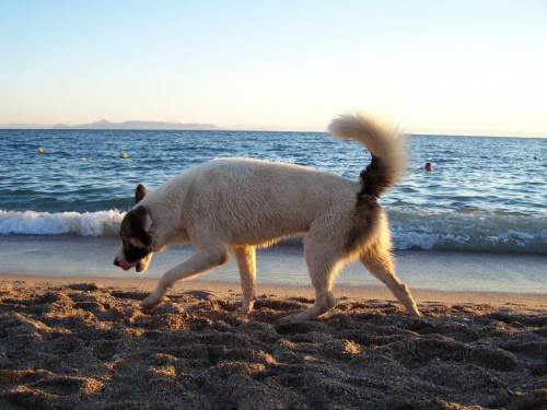 spacer brzegiem morza #ateny #grecja #wakacje #plaża #pies #morze