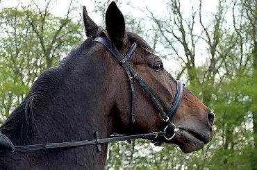 #konie #Bogusławice #jeździectwo