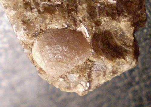 Małż ? Długość okazu - 0,7 cm . Wiek - ? Data znalezienia : 2004 . Okaz nr 36b pochodzi z rozbicia tej samej skały .