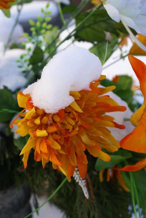 #kwiat #przyroda #śnieg #zima