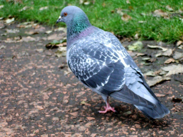 royal botanic gardens - edinburgh