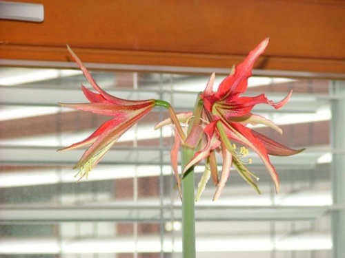 odmiana 'La Paz' - 30 kwietnia 2008 #amarylis #LaPaz #Hippeastrum #hydroponika