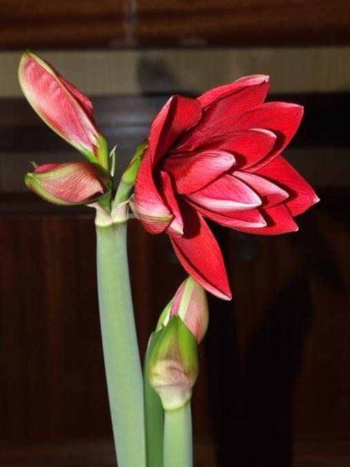 odmiana 'Double Dragon' - 24 stycznia 2009 #amarylis #DoubleDragon #Hippeastrum #hydroponika