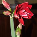 odmiana 'Double Dragon' - 24 stycznia 2009 #amarylis #DoubleDragon #Hippeastrum #hydroponika