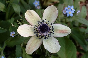 Kwiaty w moim ogrodzie #zawilec #MÓJOGRÓD #PieknoPrzyrody #kwiaty #ogrod #MojeRosliny #rosliny #KWIATYMAKRO