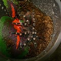 Acanthoscurria geniculata (2)