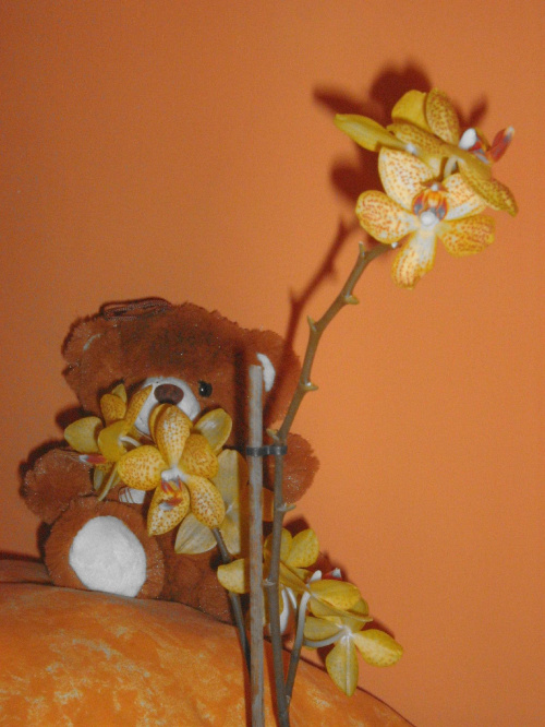 #storczyk #kwiaty #pluszaki