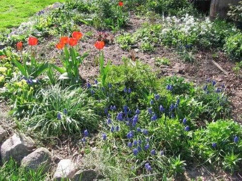 rabatka na podwórku -tulipany i szafirki