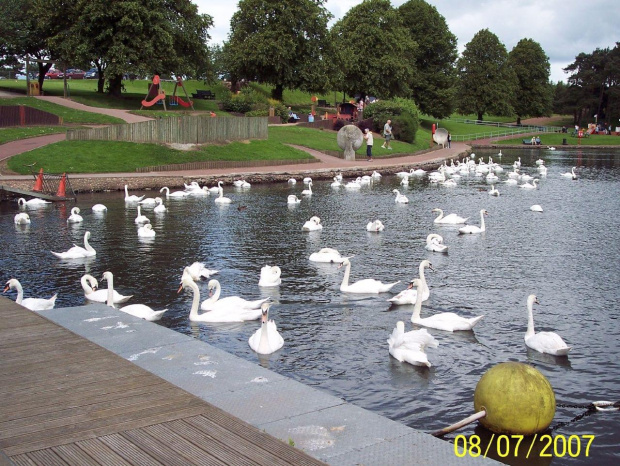 łabądki z Lanark Loch